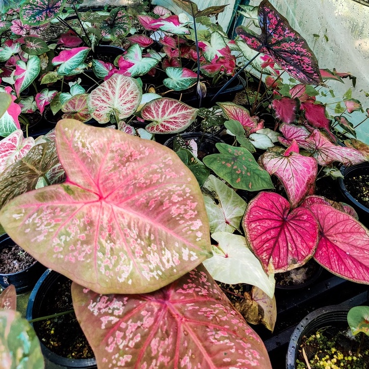 Caladium Mix - Image 4