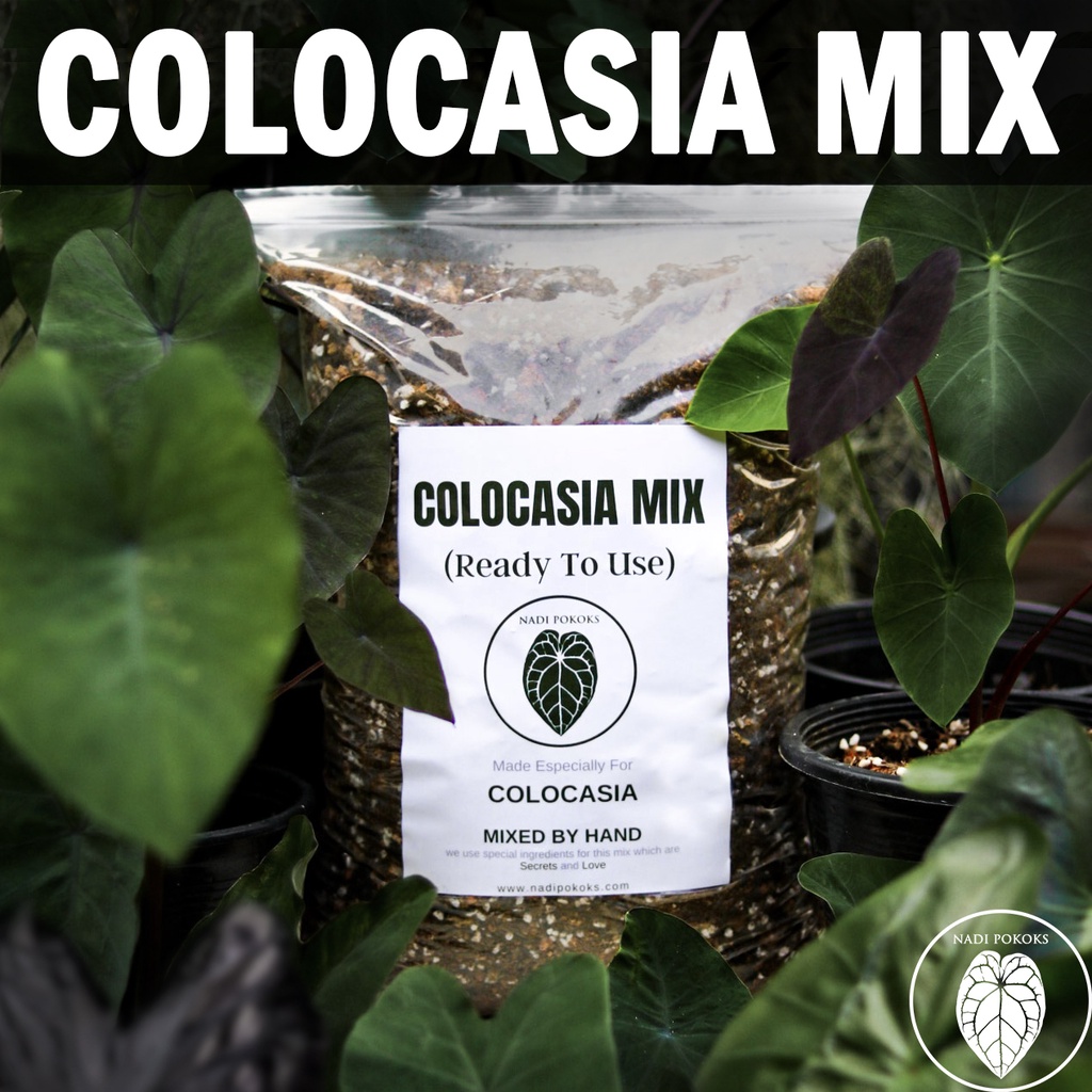 Colocasia Mix