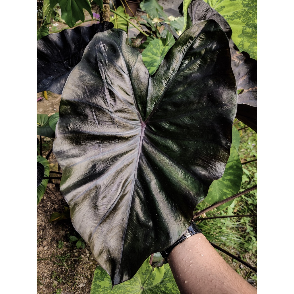 Colocasia Mix - Image 4