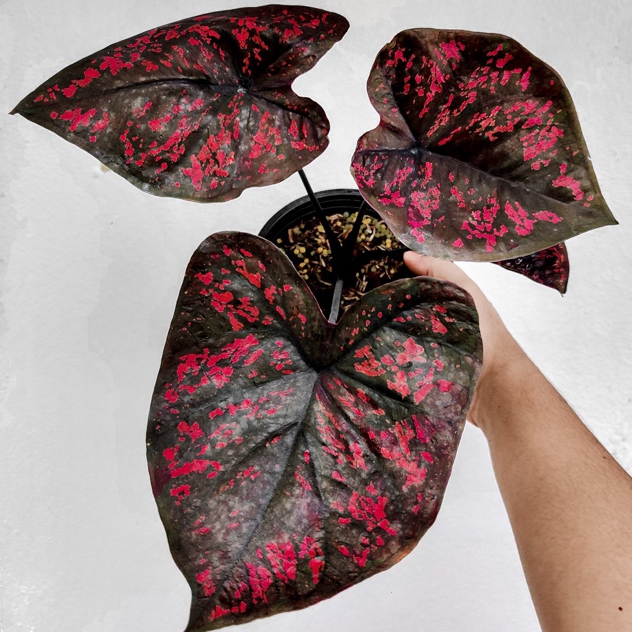 Caladium Mix - Image 3