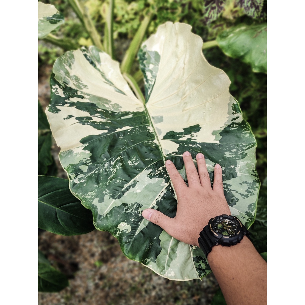 Alocasia Mix - Image 3