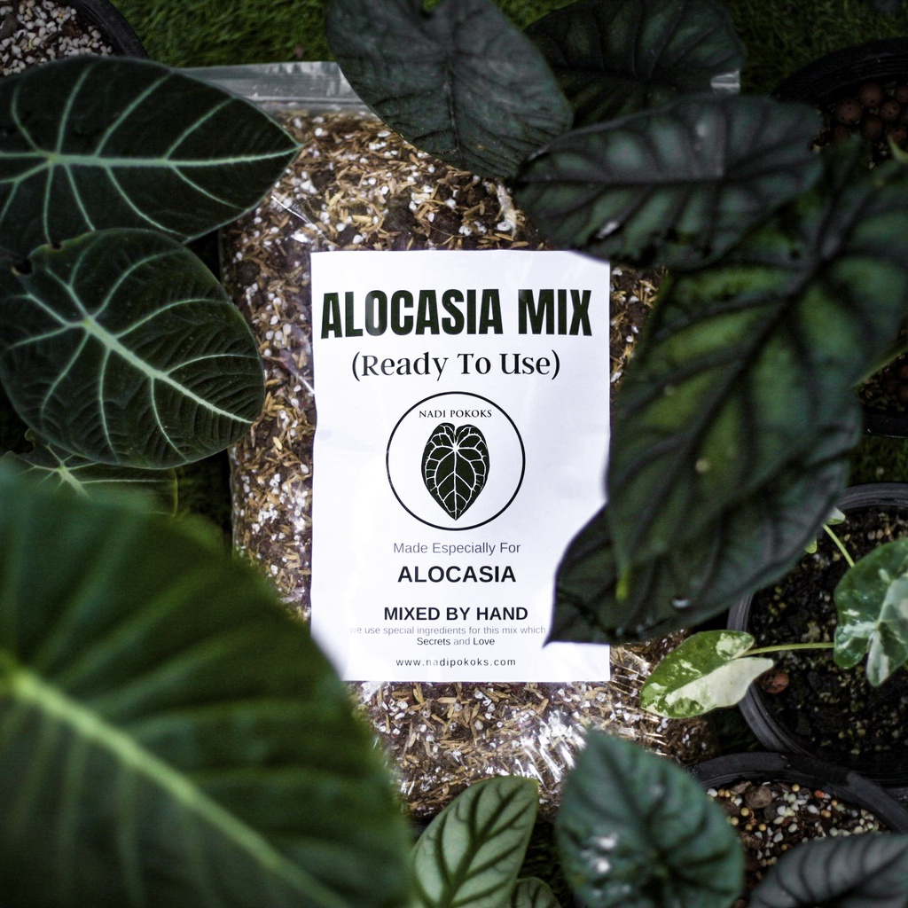 Alocasia Mix