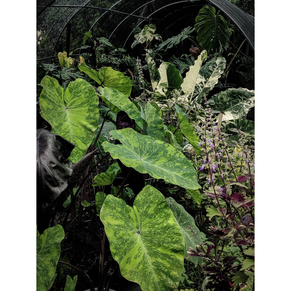 Colocasia Mix - Image 3