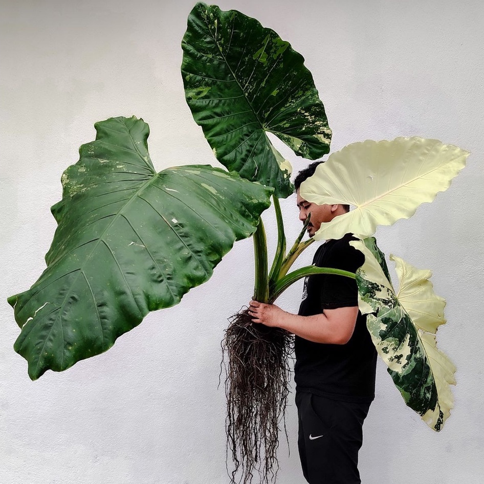 Alocasia Mix - Image 2