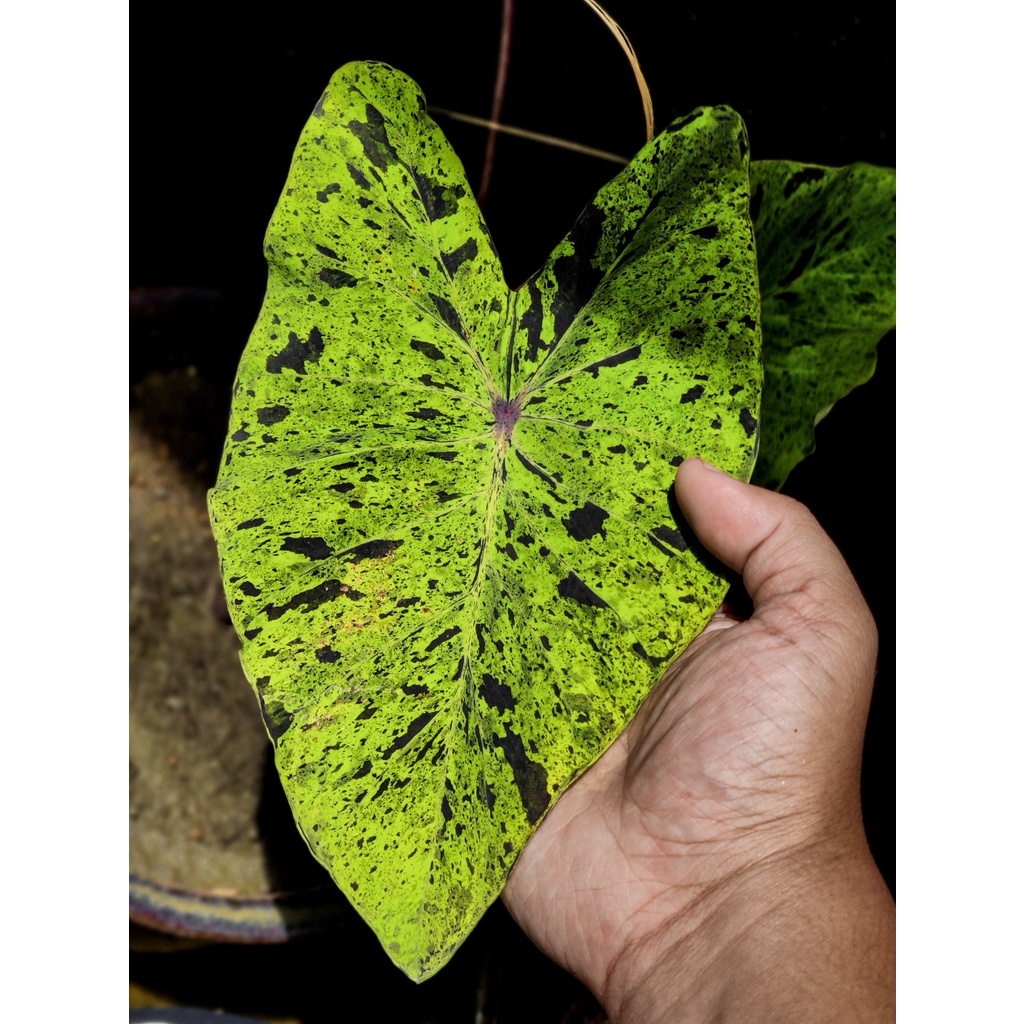 Colocasia Mix - Image 2