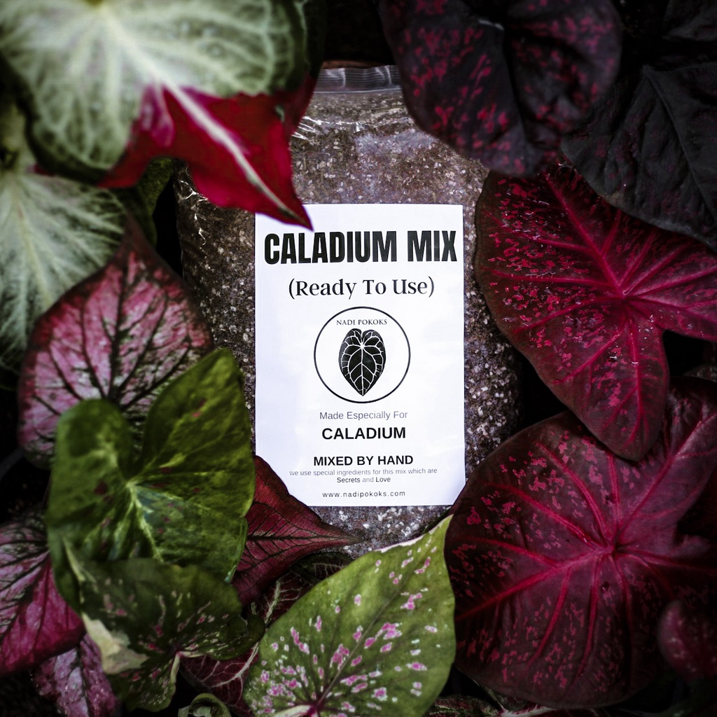 Caladium Mix