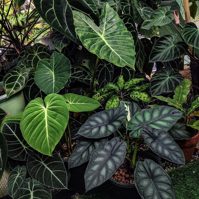 Alocasia Mix - Image 4