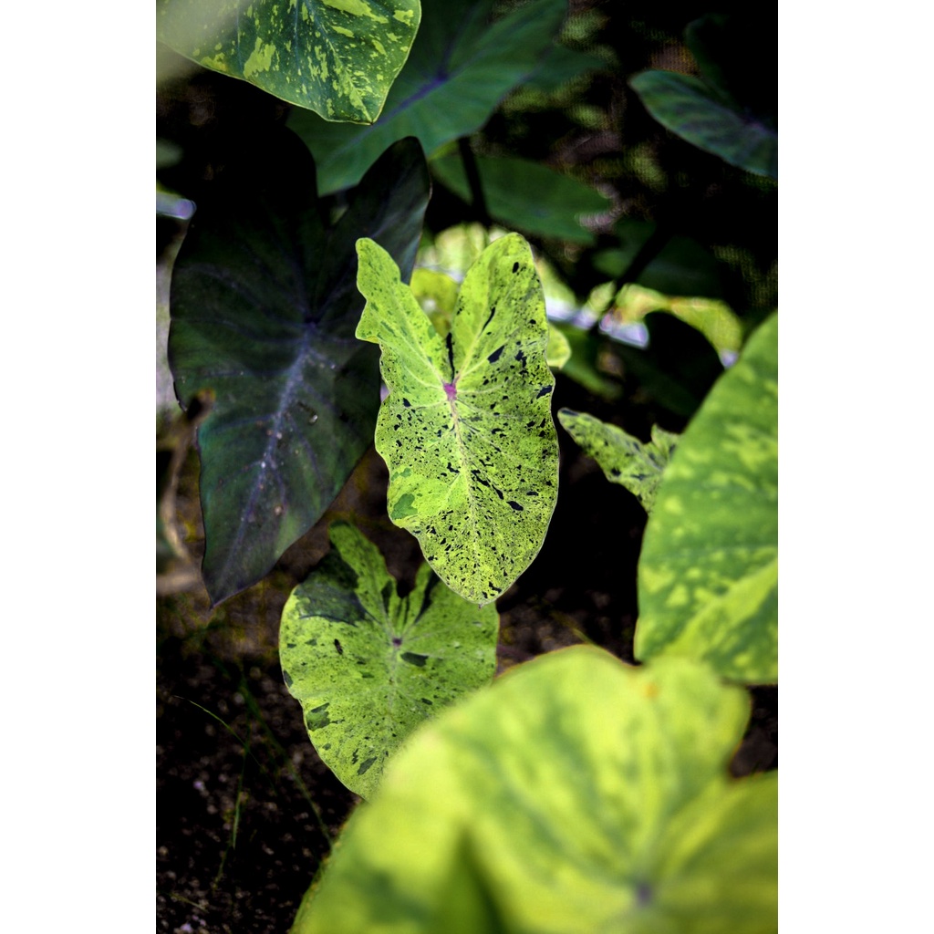 Colocasia Mix - Image 5