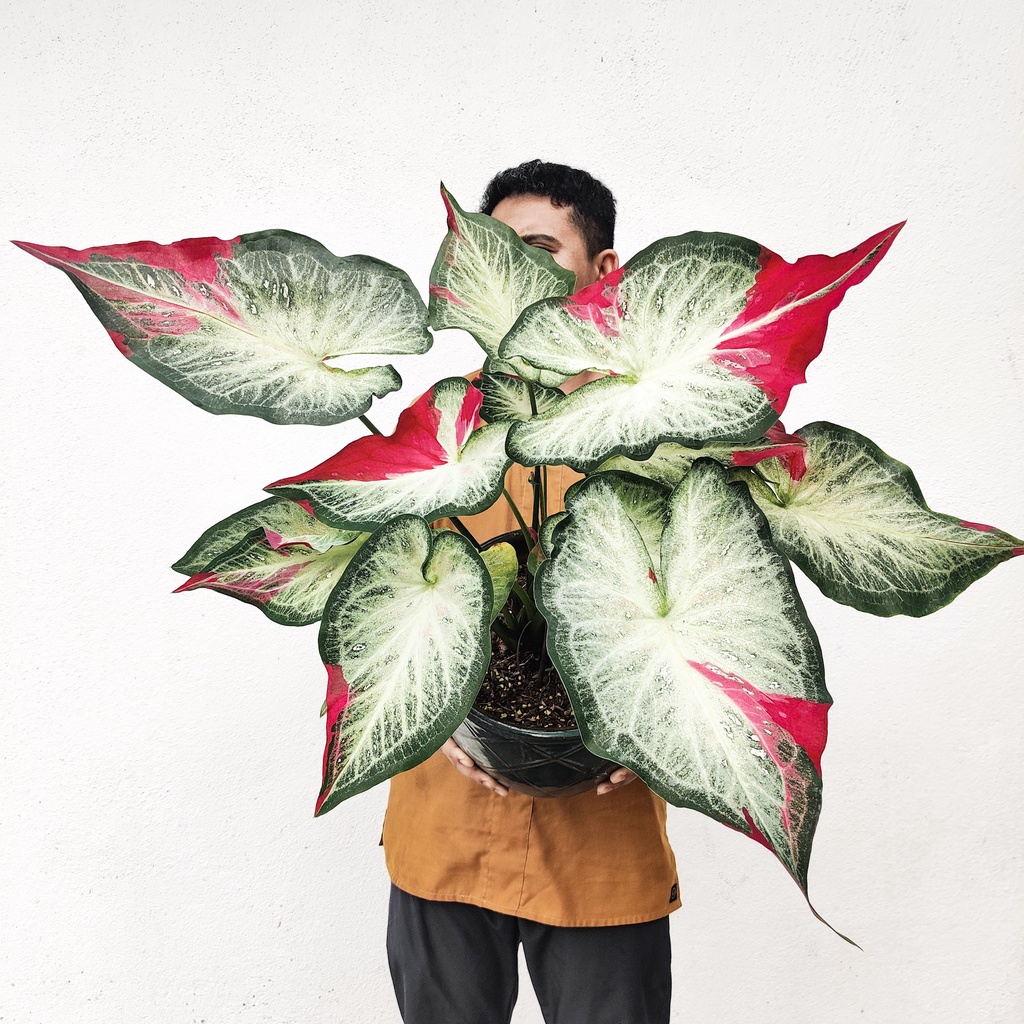 Caladium Mix - Image 2