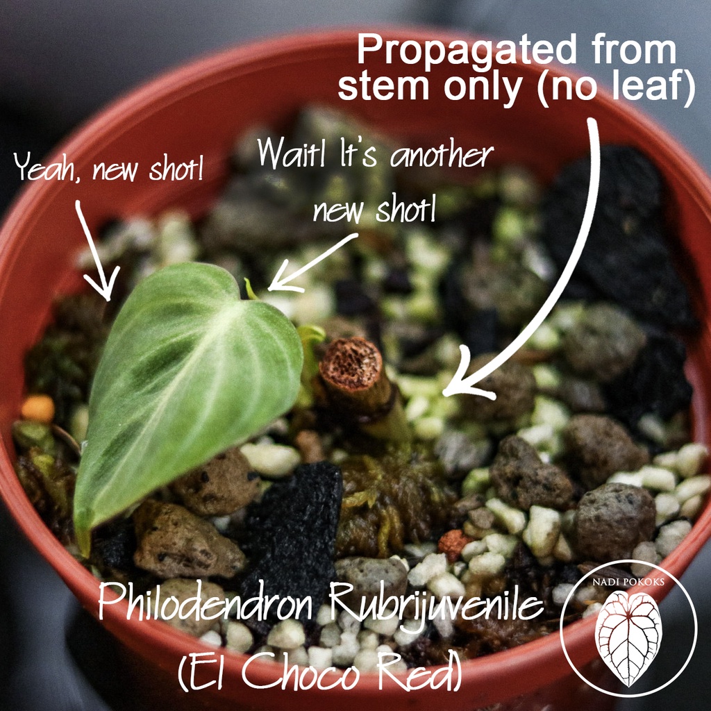 PRO- MED (Propagation Medium) - Image 7