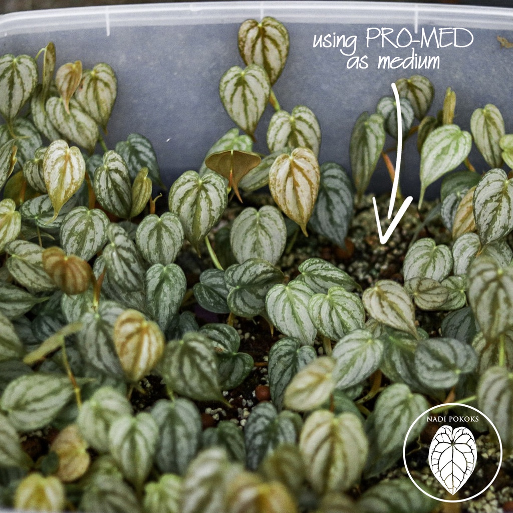 PRO- MED (Propagation Medium) - Image 8