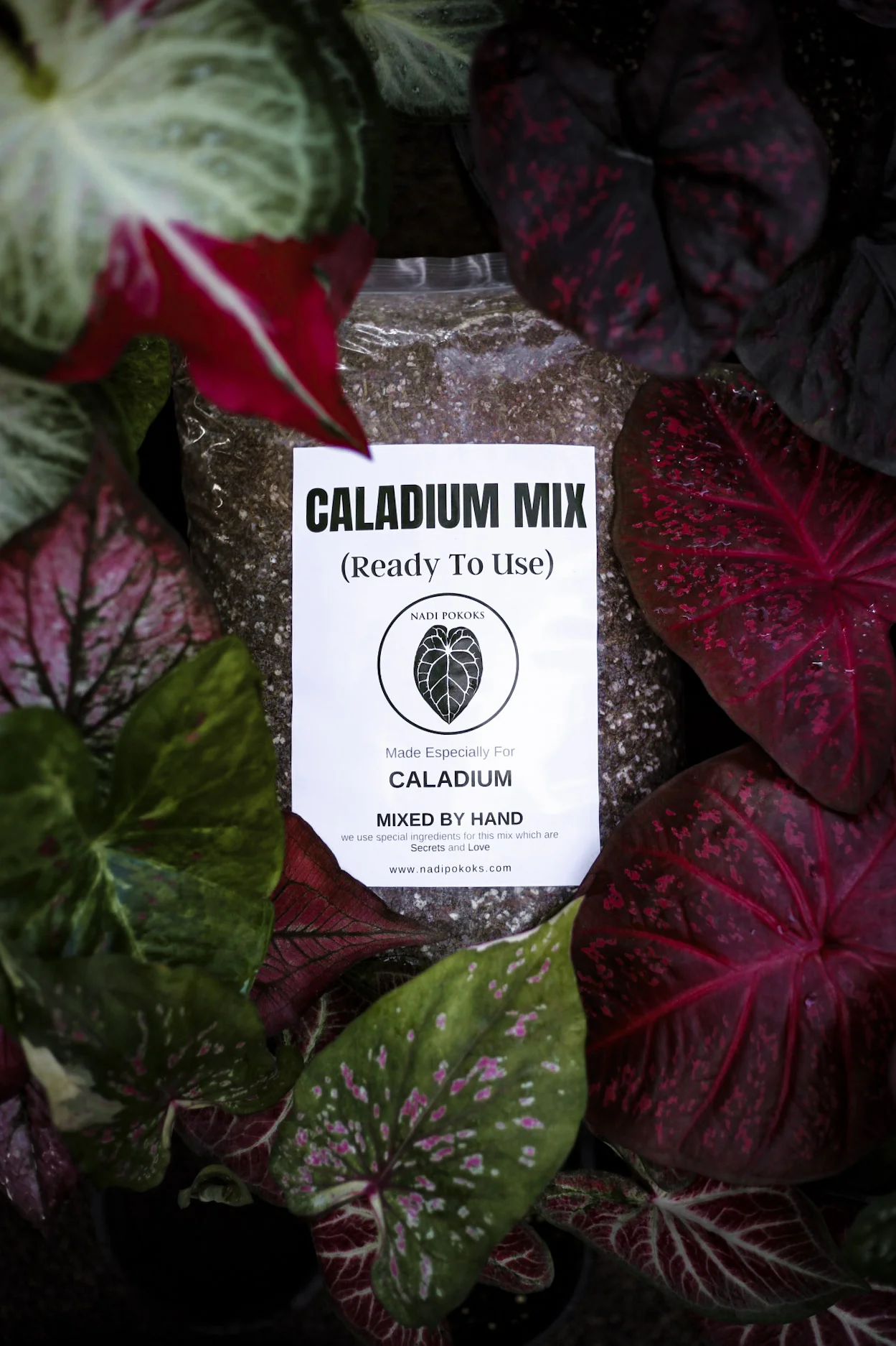Caladium Mix