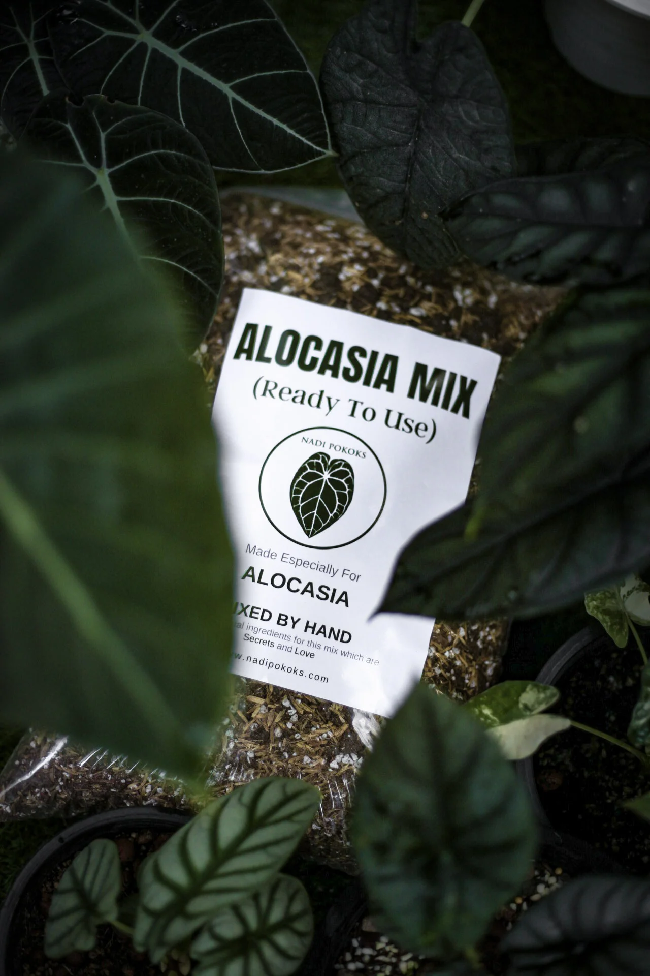 Alocasia Mix